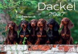 Cover-Bild zum Titel 'Dackel 2027 Wandkalender' von ''