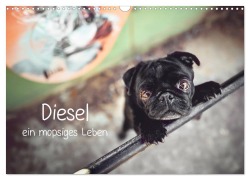 Cover-Bild zum Titel 'Diesel - ein mopsiges Leben (Wandkalender 2026 DIN A3 quer), CALVENDO Monatskalender' von 'Sabrina Wobith Photography - FotosVonMaja'