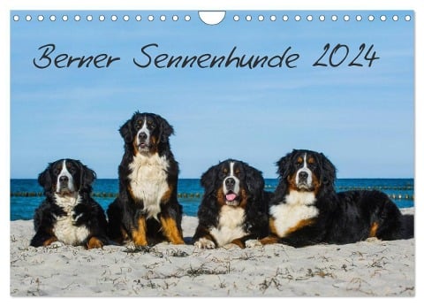 Berner Sennenhund 2024 (Wandkalender 2024 DIN A4 quer), CALVENDO Monatskalender - Sigrid Starick