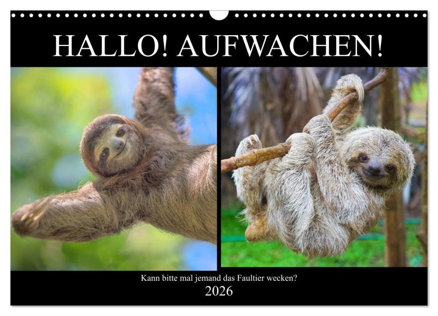 Hallo! Aufwachen! Kann bitte mal jemand das Faultier wecken? (Wandkalender 2026 DIN A3 quer), CALVENDO Monatskalender - Rose Hurley