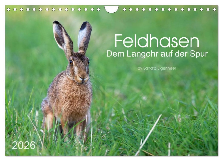 Feldhasen - dem Langohr auf der Spur (Wandkalender 2026 DIN A4 quer), CALVENDO Monatskalender - Sandra Eigenheer