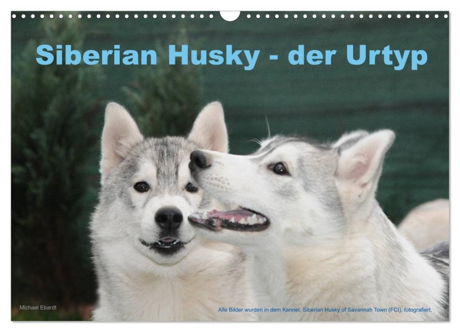 Siberian Husky - der Urtyp (Wandkalender 2026 DIN A3 quer), CALVENDO Monatskalender - Michael Ebardt