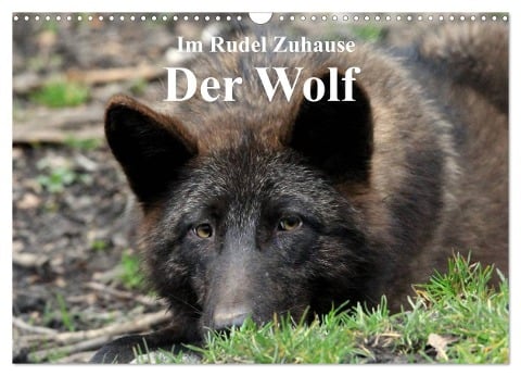 Im Rudel Zuhause - Der Wolf (Wandkalender 2024 DIN A3 quer), CALVENDO Monatskalender - Arno Klatt