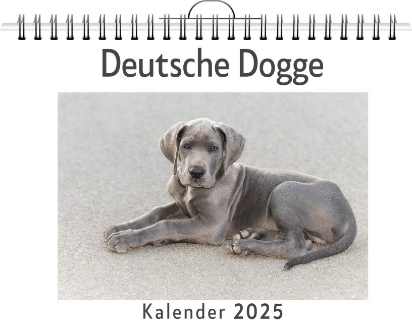 Deutsche Dogge - Lily Scholz