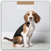 Cover-Bild zum Titel 'Beagles - Beagle 2027 - 16-Monatskalender' von 'Robin Red'