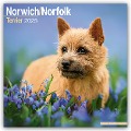 Norfolk Terrier 2025- 16-Monatskalender - Avonside Publishing Ltd