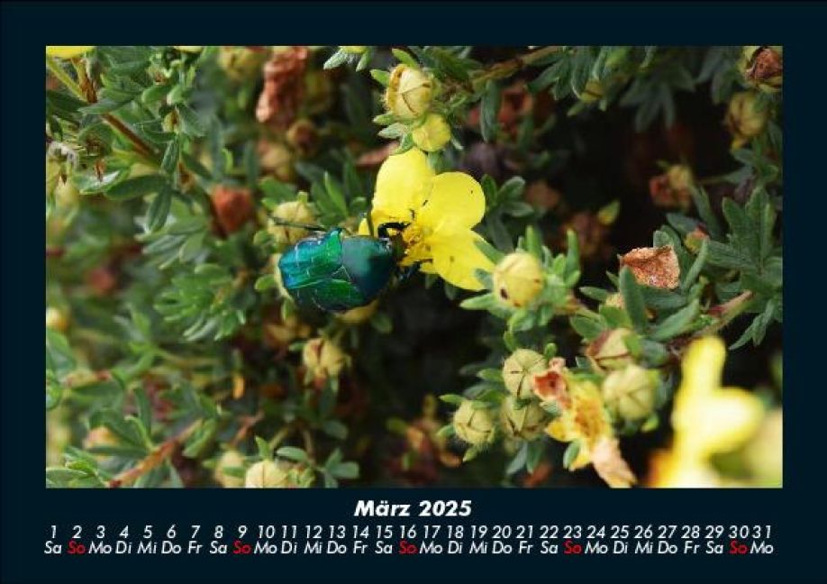 InsideView 7