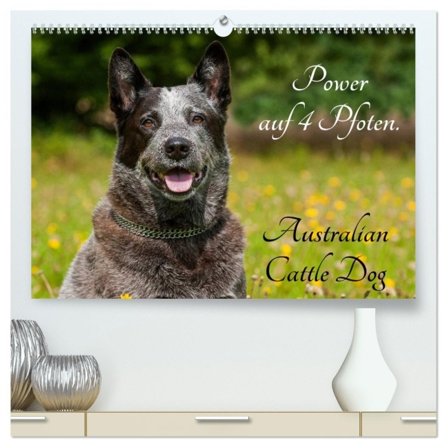 Power auf 4 Pfoten. Australian Cattle Dog (hochwertiger Premium Wandkalender 2026 DIN A2 quer), Kunstdruck in Hochglanz - Sigrid Starick