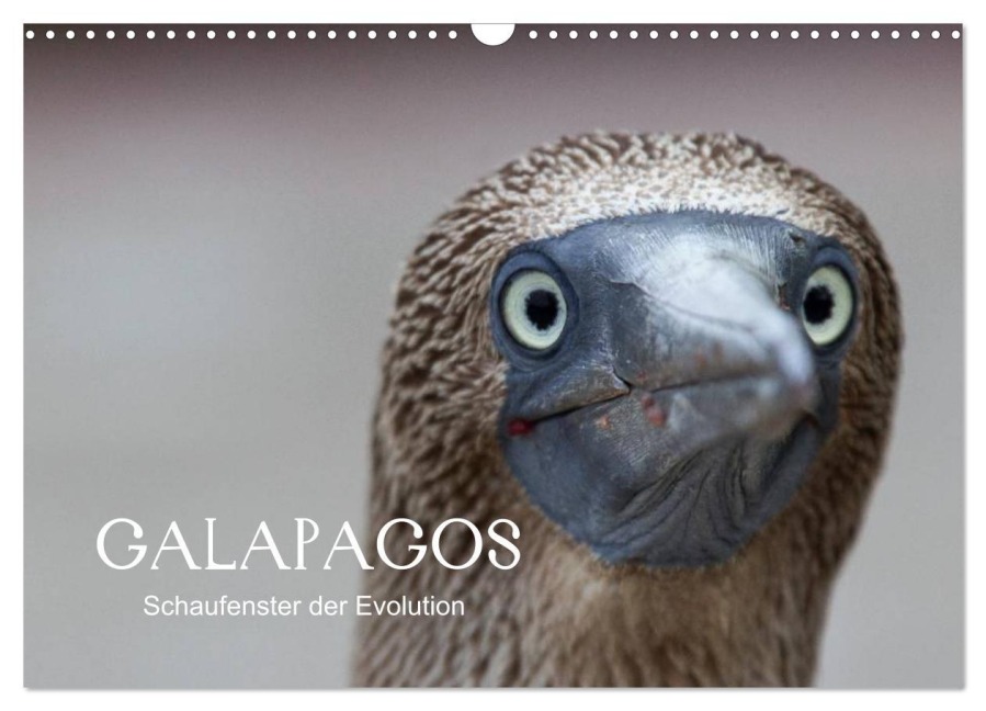 Galapagos (Wandkalender 2025 DIN A3 quer), CALVENDO Monatskalender - Ralf Weise