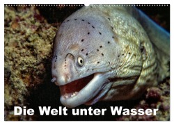 Cover-Bild zum Titel 'Die Welt unter Wasser (Wandkalender 2026 DIN A2 quer), CALVENDO Monatskalender' von 'Dieter Gödecke'