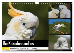 Cover-Bild zum Titel 'Die Kakadus sind los (Wandkalender 2026 DIN A4 quer), CALVENDO Monatskalender' von 'Antje Lindert-Rottke'