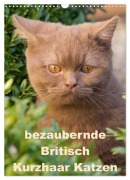 bezaubernde Britisch Kurzhaar Katzen (Wandkalender 2026 DIN A3 hoch), CALVENDO Monatskalender - Fotodesign Verena Scholze