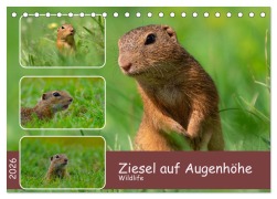 Cover-Bild zum Titel 'Ziesel auf Augenhöhe (Tischkalender 2026 DIN A5 quer), CALVENDO Monatskalender' von 'MoNo-Foto MoNo-Foto'