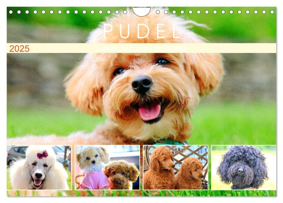 Pudel. Lustige Allrounder im Wollfell (Wandkalender 2025 DIN A4 quer), CALVENDO Monatskalender - Rose Hurley