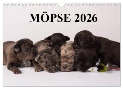 Möpse 2026 (Wandkalender 2026 DIN A4 quer), CALVENDO Monatskalender - Yvonne Obermüller Fotografie