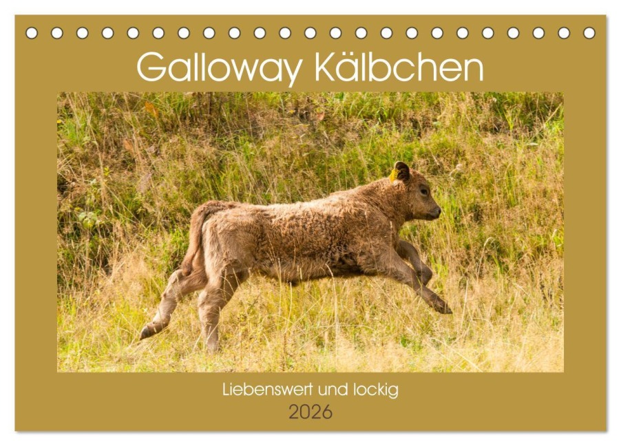 Galloway Kälbchen - Liebenswert und lockig (Tischkalender 2026 DIN A5 quer), CALVENDO Monatskalender - Meike Bölts