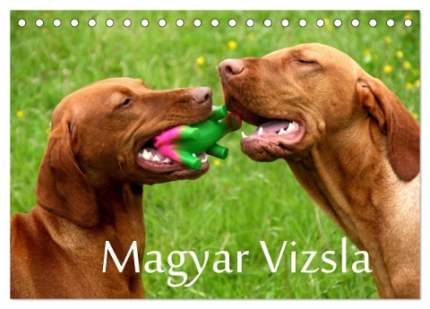 Magyar Vizsla (Tischkalender 2024 DIN A5 quer), CALVENDO Monatskalender - Kerstin Grüttner