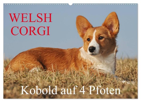 Welsh Corgi - Kobold auf 4 Pfoten (Wandkalender 2025 DIN A2 quer), CALVENDO Monatskalender - Sigrid Starick