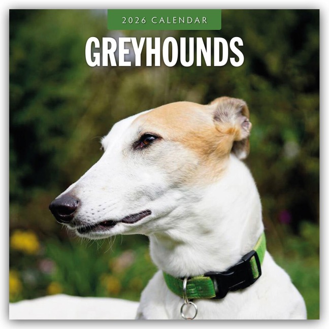 Greyhound - Windhund 2026 - 16-Monatskalender - Robin Red