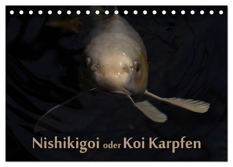 Nishikigoi oder Koi Karpfen (Tischkalender 2024 DIN A5 quer), CALVENDO Monatskalender - Erwin Renken