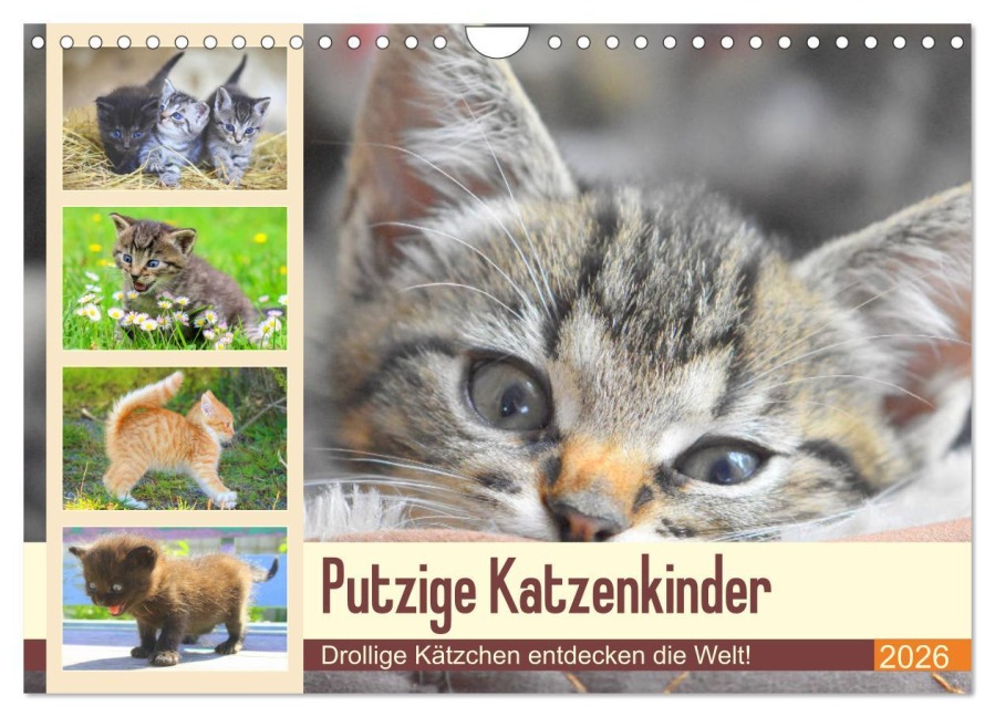 Putzige Katzenkinder. Drollige Kätzchen entdecken die Welt! (Wandkalender 2026 DIN A4 quer), CALVENDO Monatskalender - Rose Hurley