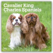 Cavalier King Charles Spaniels 2026 - 16-Monatskalender - Browntrout Publishers