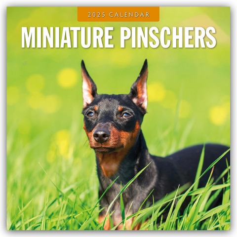 Miniature Pinschers - Zwergpinscher - Rehpinscher 2025 - 16-Monatskalender - 