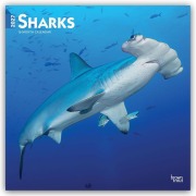 Cover-Bild zum Titel 'Sharks - Haie 2027 - 16-Monatskalender' von 'Browntrout Publishers'