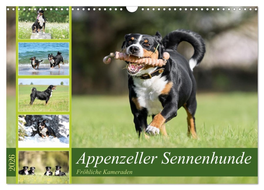 Appenzeller Sennenhunde - Fröhliche Kameraden (Wandkalender 2026 DIN A3 quer), CALVENDO Monatskalender - Jana K. Fotografie