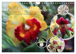 Cover-Bild zum Titel 'Prächtige Orchideen (Wandkalender 2026 DIN A4 quer), CALVENDO Monatskalender' von 'Gisela Kruse'