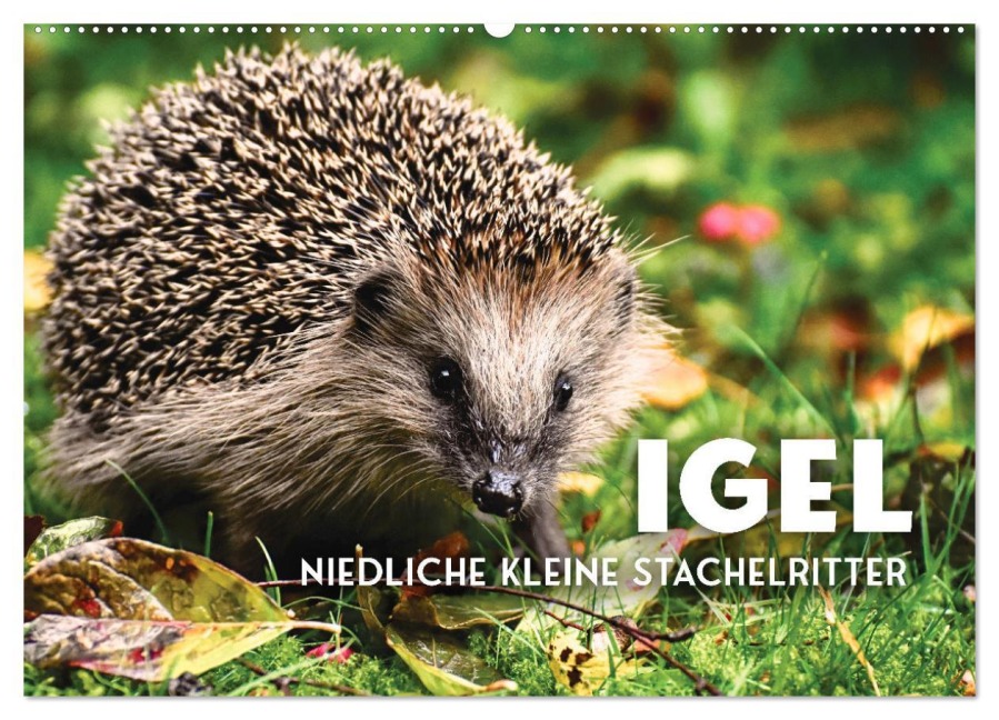 Igel - Niedliche kleine Stachelritter (Wandkalender 2026 DIN A2 quer), CALVENDO Monatskalender - Sf Sf