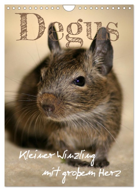 Degus - Winzlinge mit großem Herz (Wandkalender 2026 DIN A4 hoch), CALVENDO Monatskalender - Daniela Tapper
