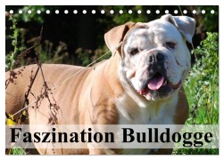Faszination Bulldogge (Tischkalender 2025 DIN A5 quer), CALVENDO Monatskalender - Elisabeth Stanzer