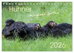 Hühner im eigenen Garten (Tischkalender 2026 DIN A5 quer), CALVENDO Monatskalender - Nicole Stephan
