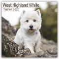 West Highland White Terrier - Westies 2025 - 16-Monatskalender - Avonside Publishing Ltd