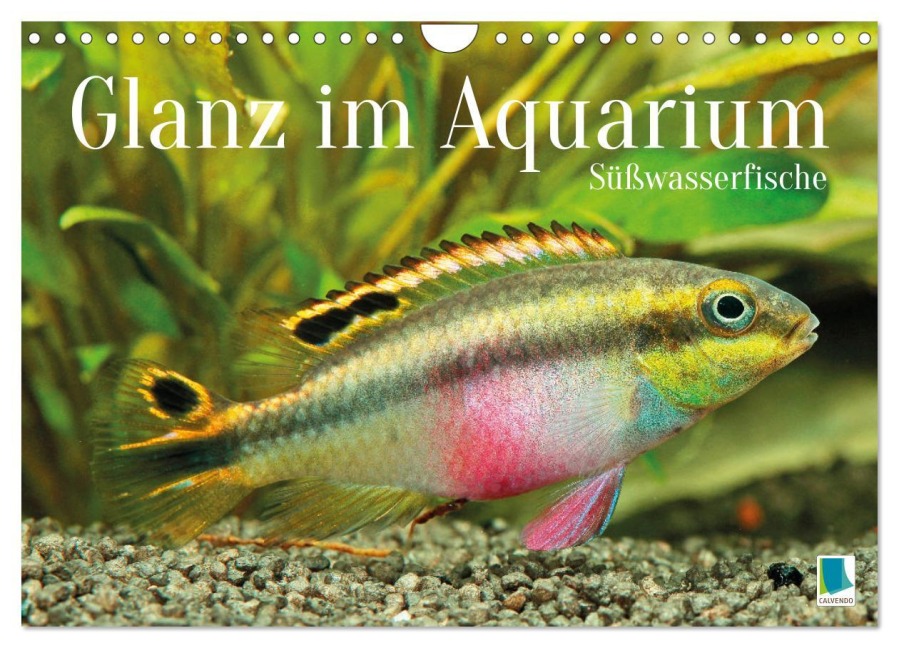 Glanz im Aquarium: Süßwasserfische (Wandkalender 2026 DIN A4 quer), CALVENDO Monatskalender - Calvendo Calvendo