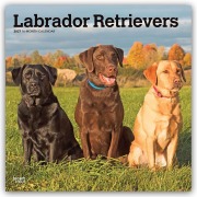 Cover-Bild zum Titel 'Labrador Retrievers - Labrador Retriever 2027 - 16-Monatskalender' von 'Browntrout Publishers'