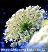 Cover-Bild zum Titel 'Münsterschwarzacher Bildkalender 2027' von ''