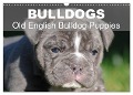 Bulldogs - Old English Bulldog Puppies (Wall Calendar 2024 DIN A3 landscape), CALVENDO 12 Month Wall Calendar - Elisabeth Stanzer