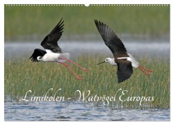 Cover-Bild zum Titel 'Limikolen - Watvögel Europas (Wandkalender 2026 DIN A2 quer), CALVENDO Monatskalender' von 'Benny Trapp'