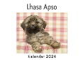 Lhasa Apso (Wandkalender 2024, Kalender DIN A4 quer, Monatskalender im Querformat mit Kalendarium, Das perfekte Geschenk) - Anna Müller