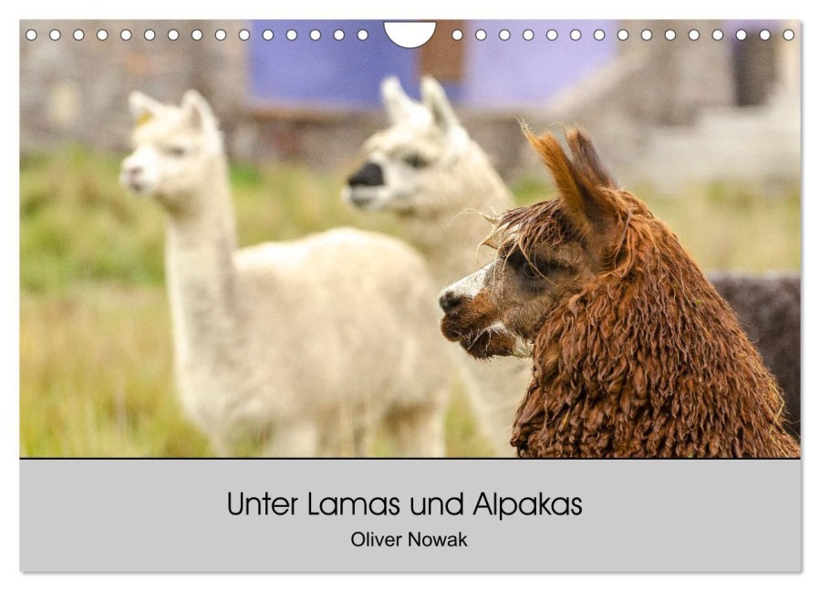 Unter Lamas und Alpakas (Wandkalender 2026 DIN A4 quer), CALVENDO Monatskalender - Oliver Nowak