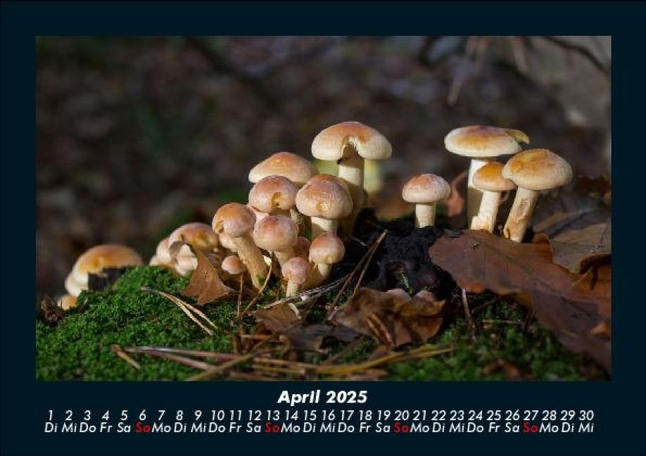 InsideView 8