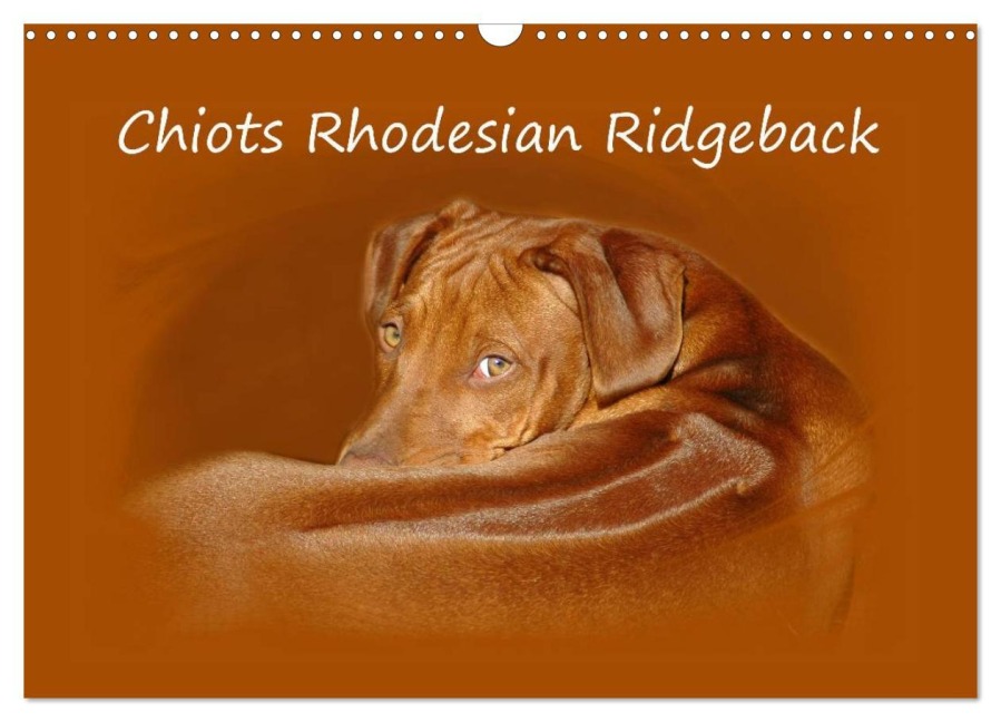 Chiots Rhodesian Ridgeback (Calendrier mural 2026 DIN A3 vertical), CALVENDO calendrier mensuel - Anke van Wyk - www. germanpix. net