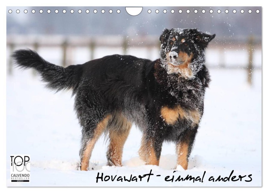 Hovawarte - einmal anders (Wandkalender 2026 DIN A4 quer), CALVENDO Monatskalender - Barbara Mielewczyk
