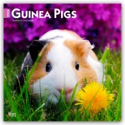 Guinea Pigs - Meerschweinchen 2026 - 16-Monatskalender - Browntrout Publishers