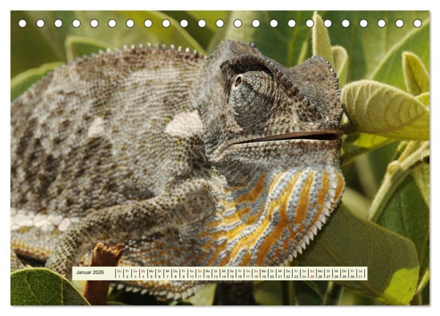 InsideView 6