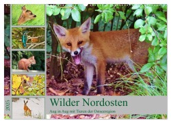 Wilder Nordosten - Aug in Aug mit Tieren der Ostseeregion (Wandkalender 2025 DIN A2 quer), CALVENDO Monatskalender - René Schaack