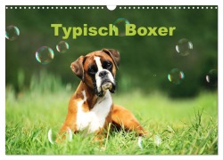 Typisch Boxer (Wandkalender 2026 DIN A3 quer), CALVENDO Monatskalender - Yvonne Janetzek
