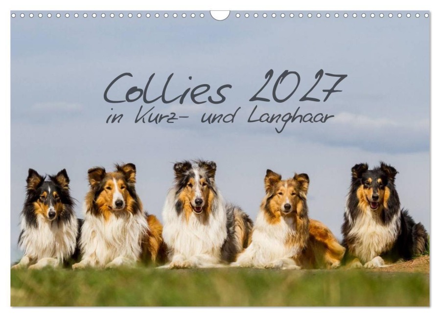 Collies 2027 in Kurz- und Langhaar (Wandkalender 2027 DIN A3 quer), CALVENDO Monatskalender - Christine Hemlep